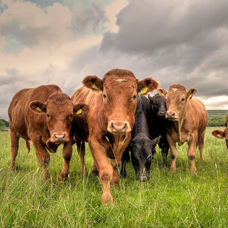 farm animals in a field